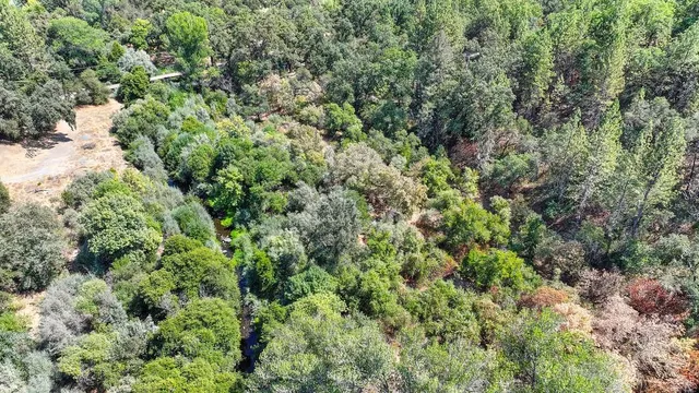 a view of a forest with a tree