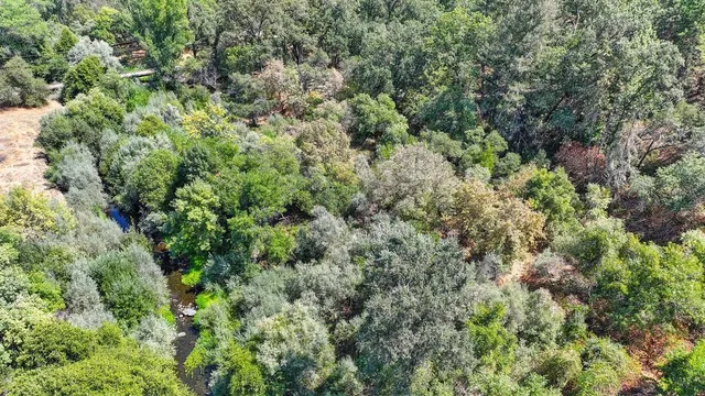 a view of a lush green forest with a tree