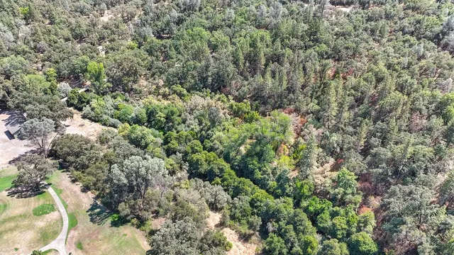 a view of a forest with a tree