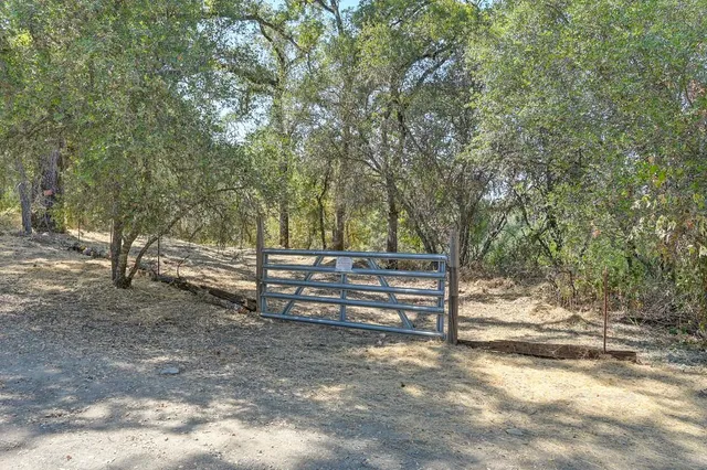a view of a forest with trees in the background