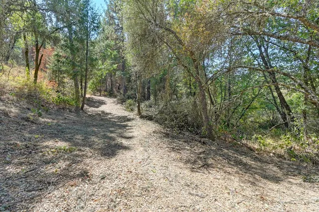 a view of a forest with trees