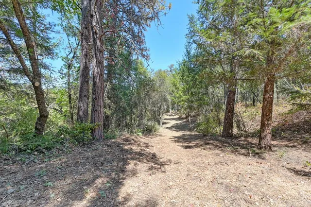 a view of backyard with large trees