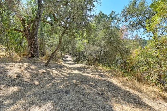 a view of a forest with trees in the background