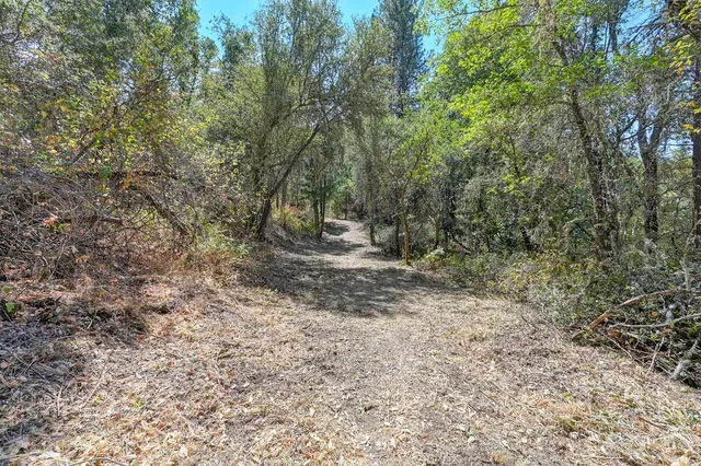 a view of a yard with a tree