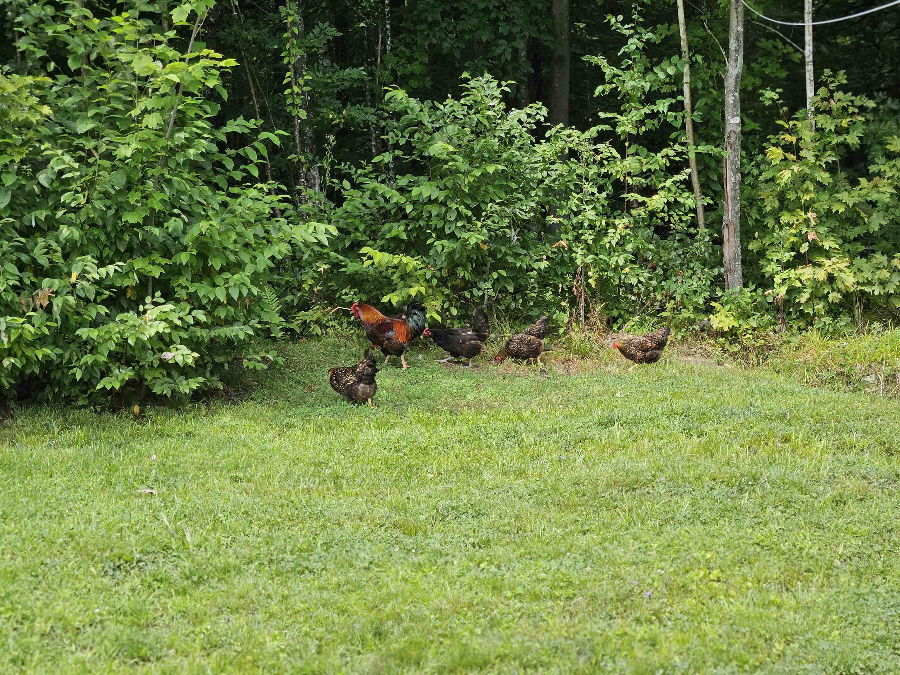 762 Potter Road Lowell, VT 05847 - Photo 32 of 50