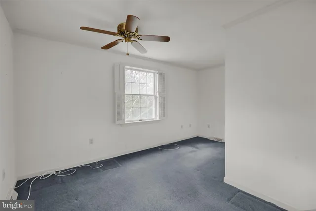 a view of a garden with plants and large trees