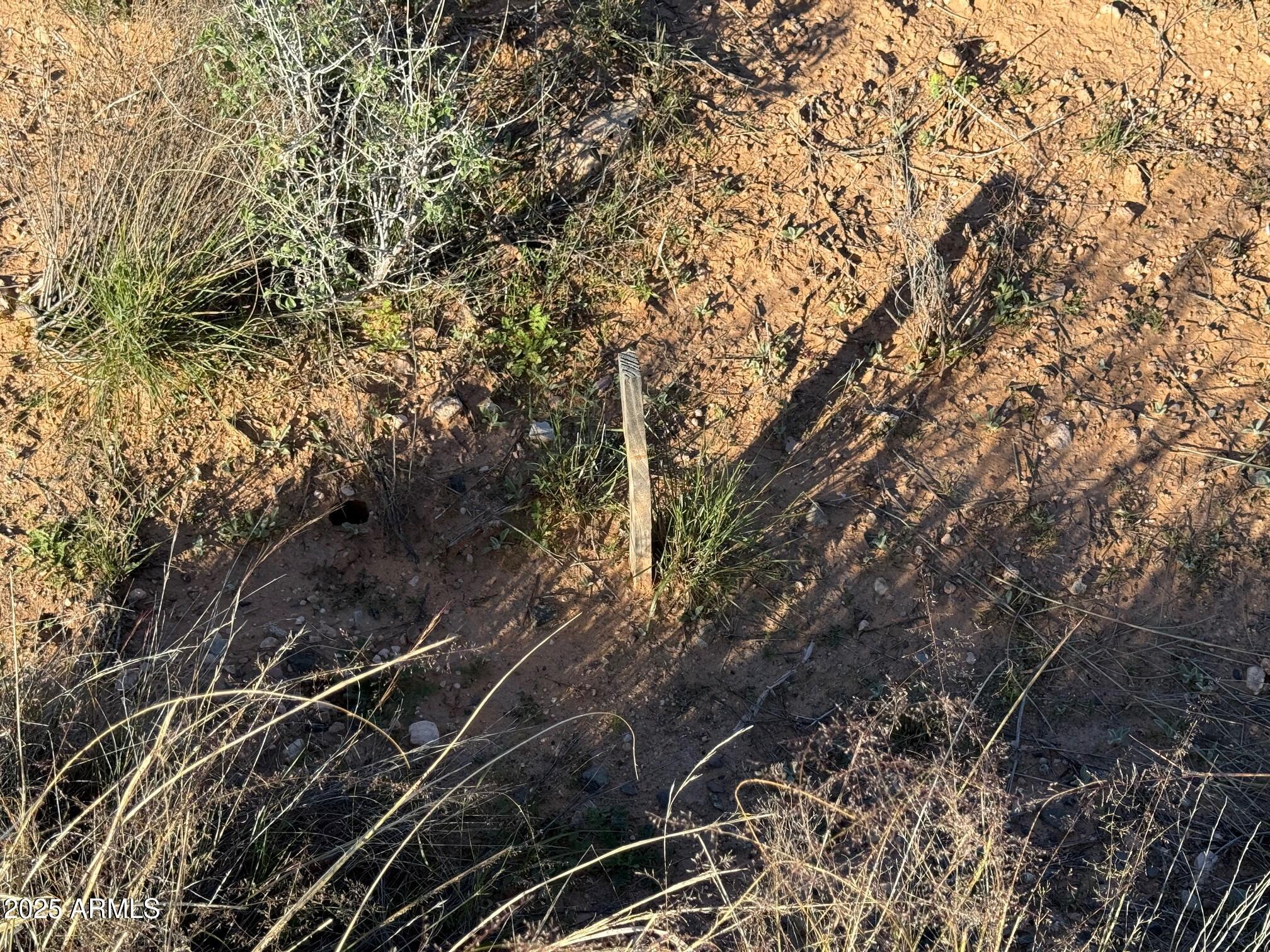 1790 Koch Ranch Road Cornville, AZ 86325 - Photo 14 of 17 a picture of tree