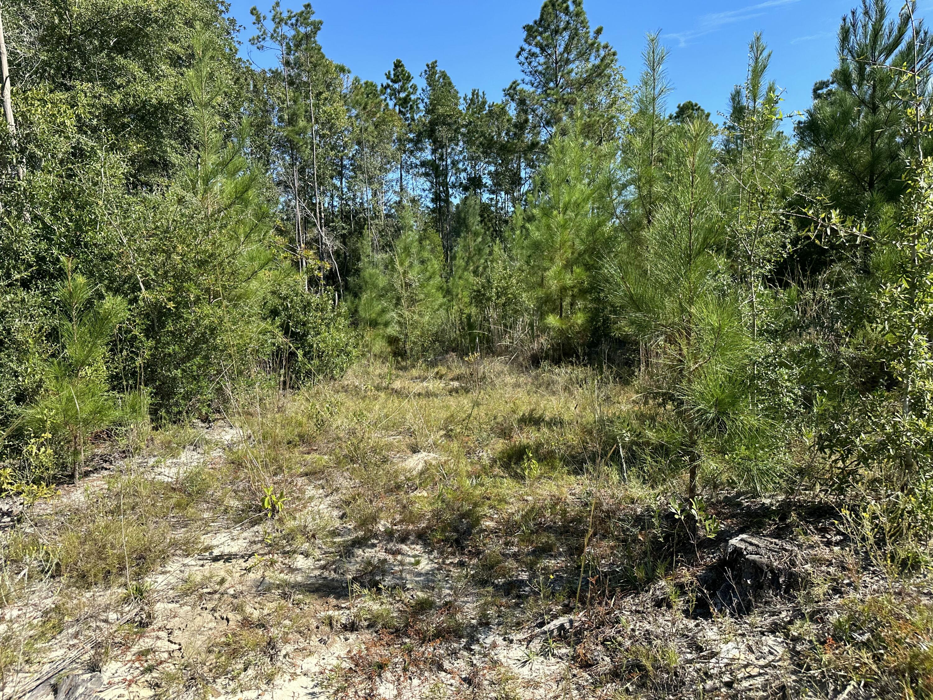 Parcel B Millside Road Laurel Hill, FL 32567 - Photo 11 of 12 a view of a lush green forest with large trees