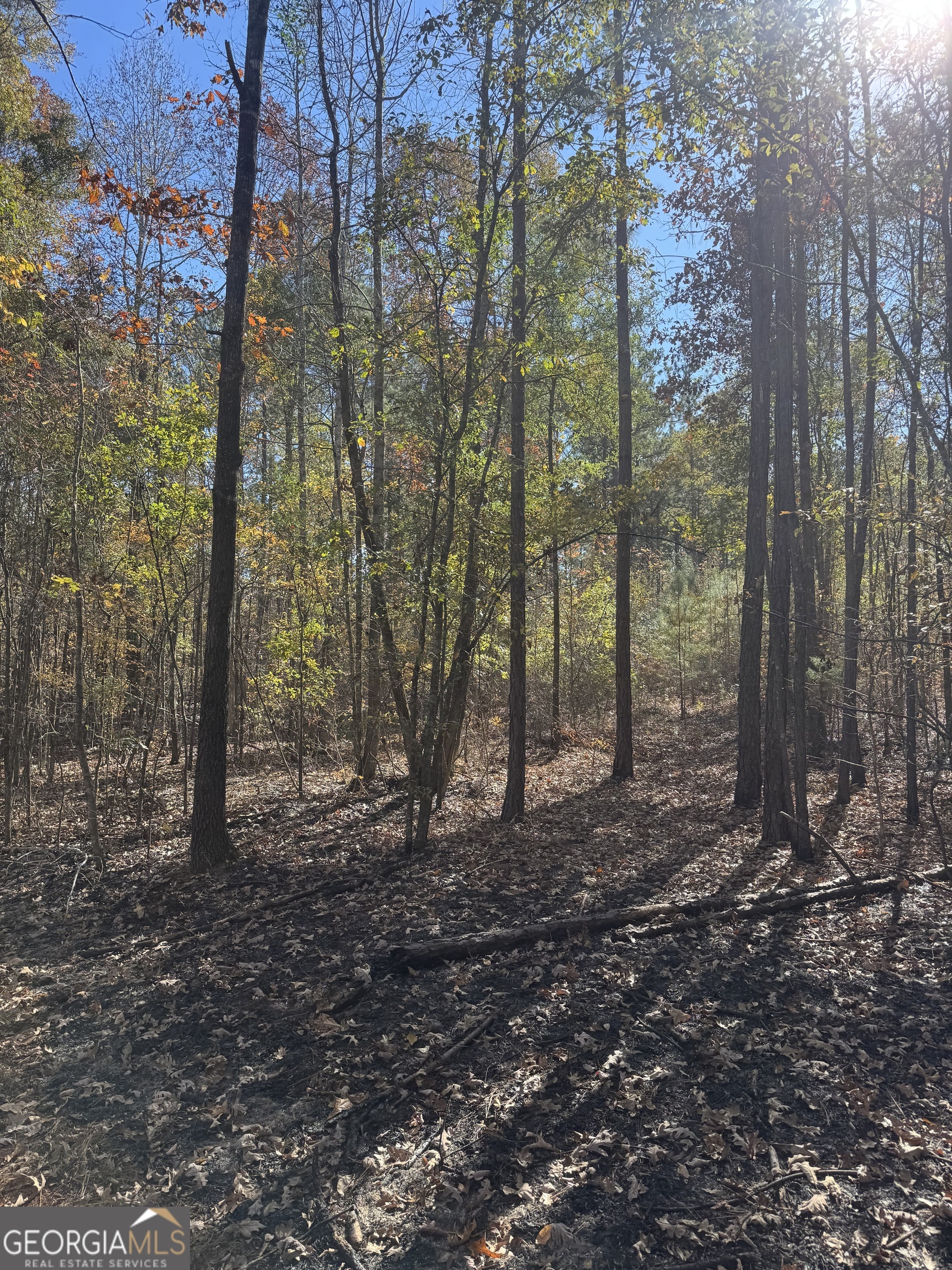 157 West Drummond Road West Point, GA 31833 - Photo 7 of 8 a view of a forest with trees