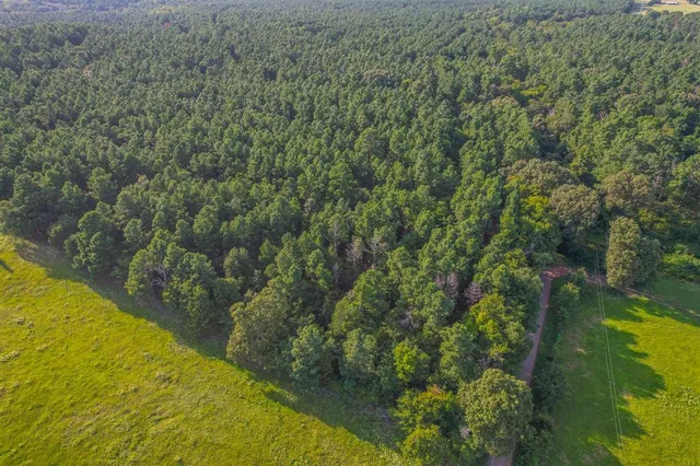 a view of a lush green forest with a tree