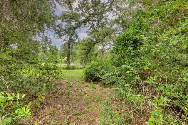 a close up of a plant in a garden