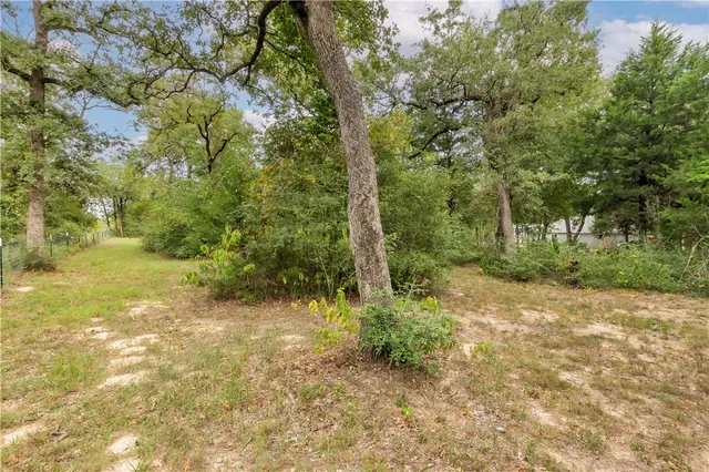 a view of a yard with plants and large trees