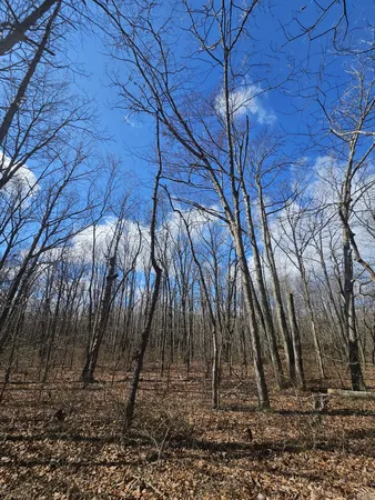 a view of a backyard with trees