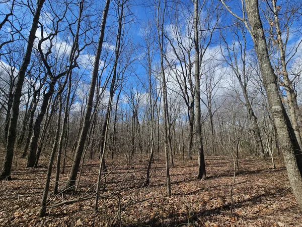 a view of a yard with large trees