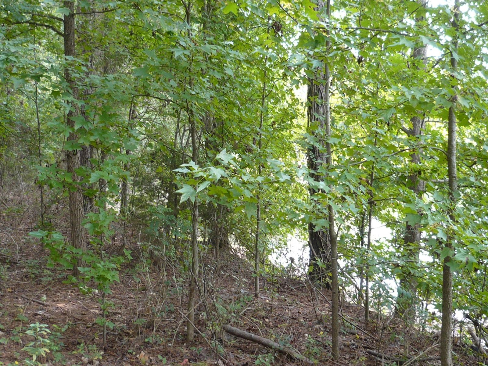 3.12-acres Cool Springs Road Fort Valley, GA 31030 - Photo 12 of 13
