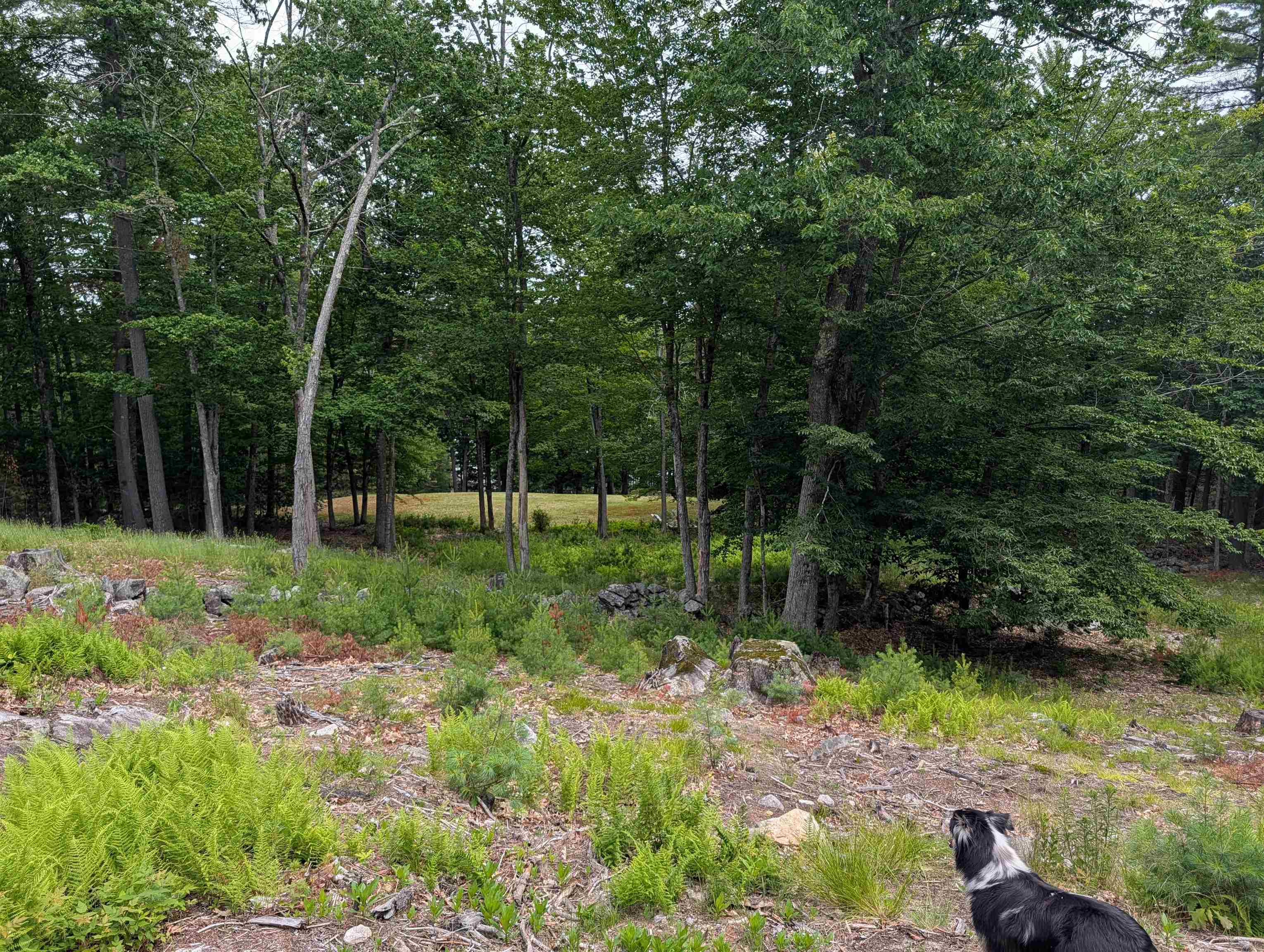 70 High Ridge Road Moultonborough, NH 03254 - Photo 12 of 37