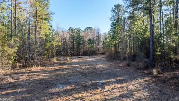 a view of a forest with trees in the background