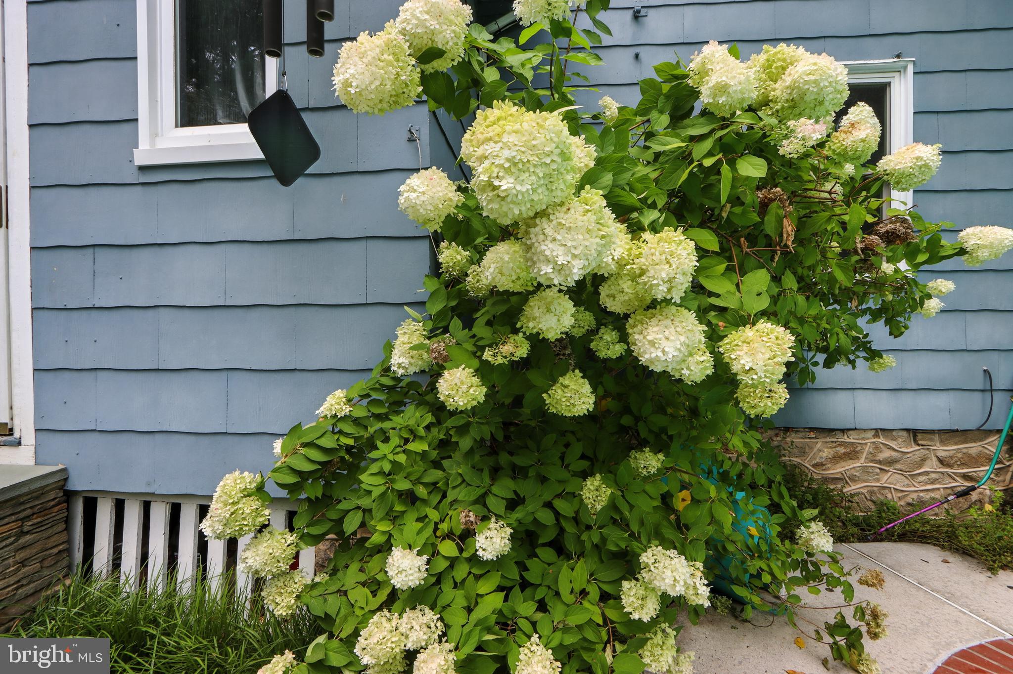5721 Ridgedale Road Baltimore, MD 21209 - Photo 48 of 54 a plant with lots of flowers