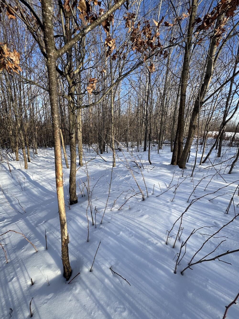 80-acres North Galbraith Road Mio, MI 48647 - Photo 11 of 78 7