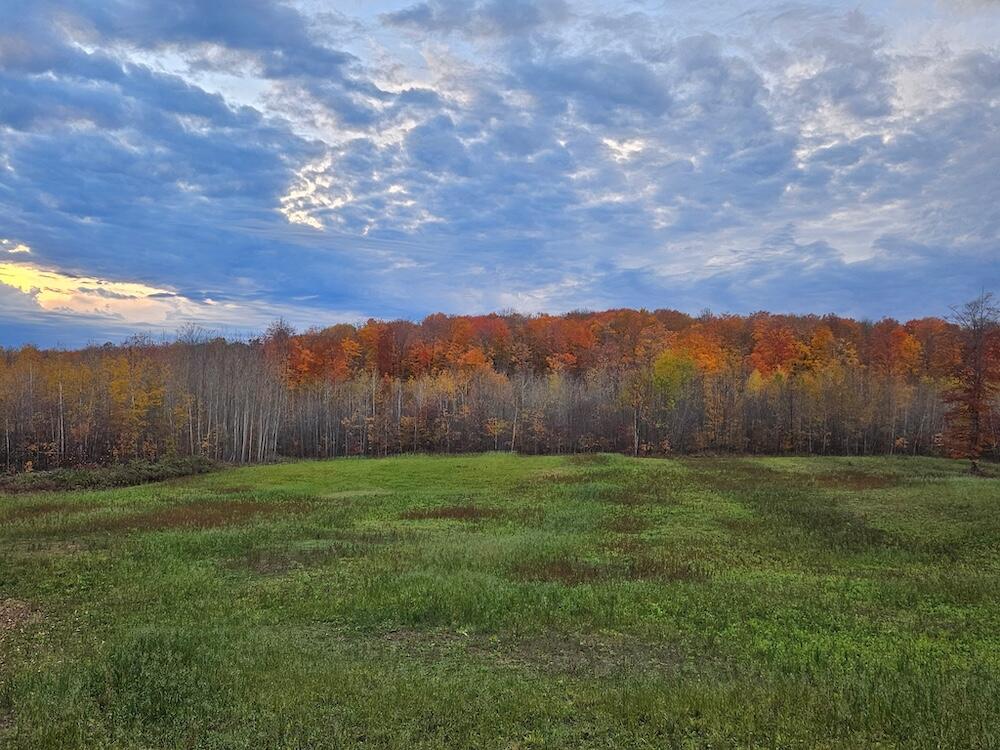 80-acres North Galbraith Road Mio, MI 48647 - Photo 16 of 78 Copy of 1824152962782126289