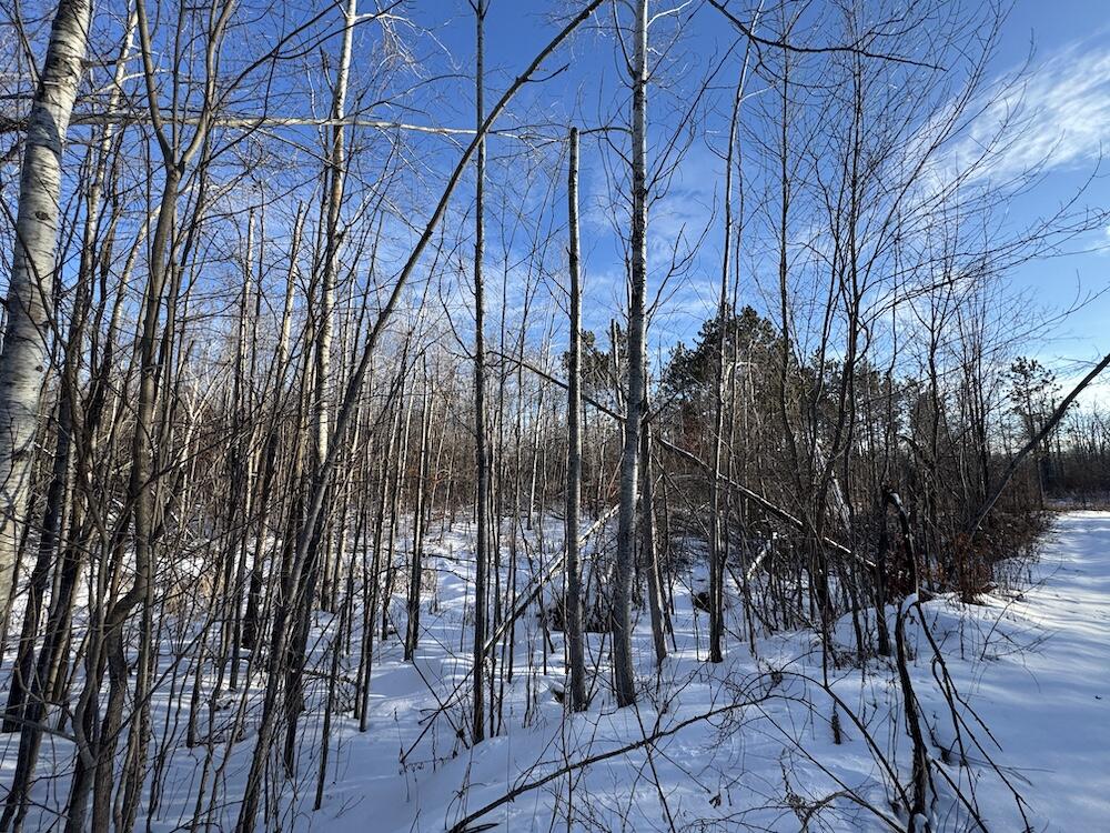 80-acres North Galbraith Road Mio, MI 48647 - Photo 28 of 78 IMG_9303 2