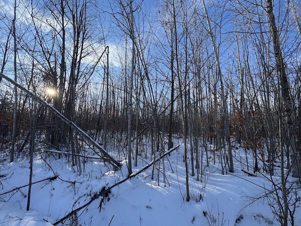 80-acres North Galbraith Road Mio, MI 48647 - Photo 29 of 78 IMG_9304 2