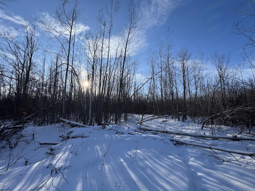 80-acres North Galbraith Road Mio, MI 48647 - Photo 30 of 78 IMG_9305 2