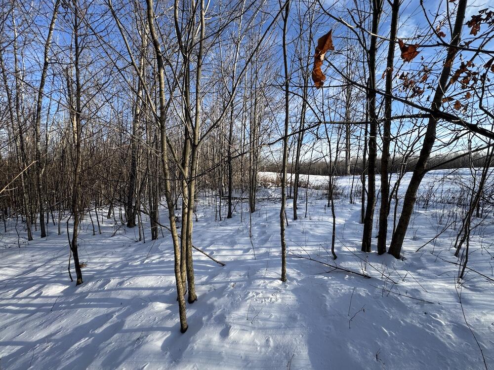 80-acres North Galbraith Road Mio, MI 48647 - Photo 37 of 78 IMG_9315 2