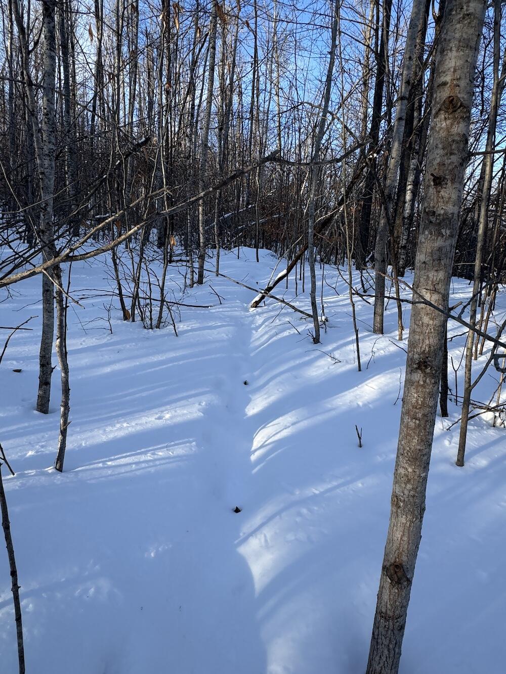 80-acres North Galbraith Road Mio, MI 48647 - Photo 44 of 78 IMG_9323 2