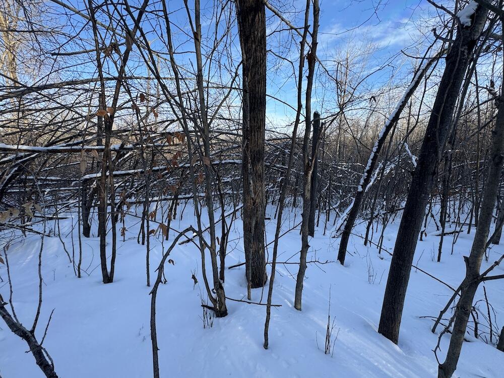80-acres North Galbraith Road Mio, MI 48647 - Photo 46 of 78 IMG_9326 2
