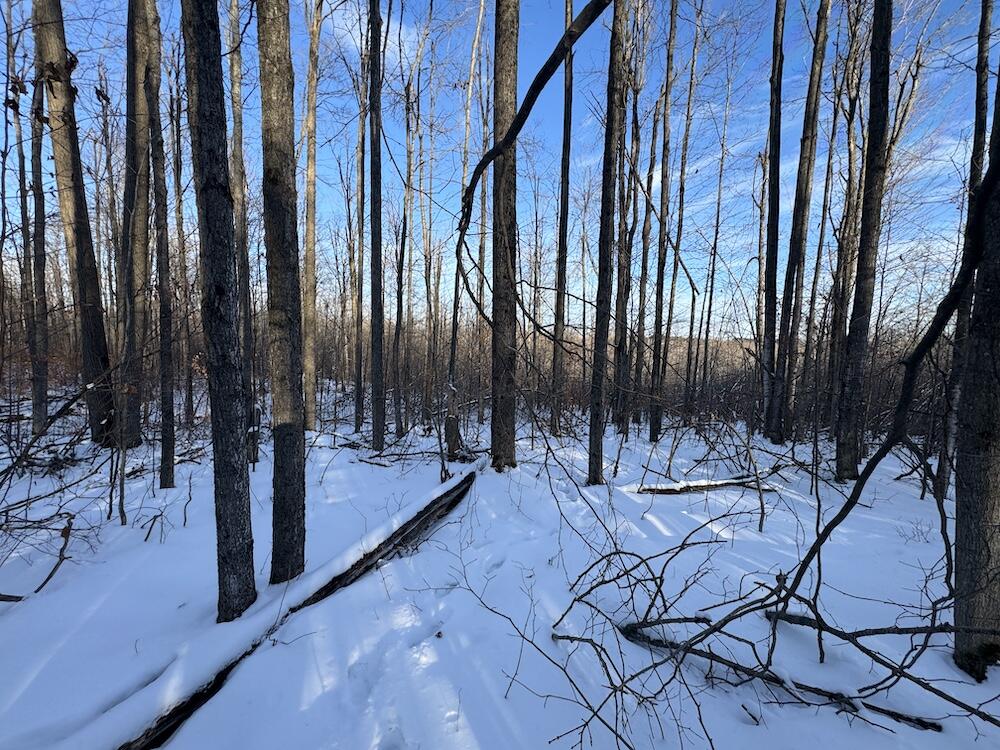 80-acres North Galbraith Road Mio, MI 48647 - Photo 52 of 78 IMG_9332 2