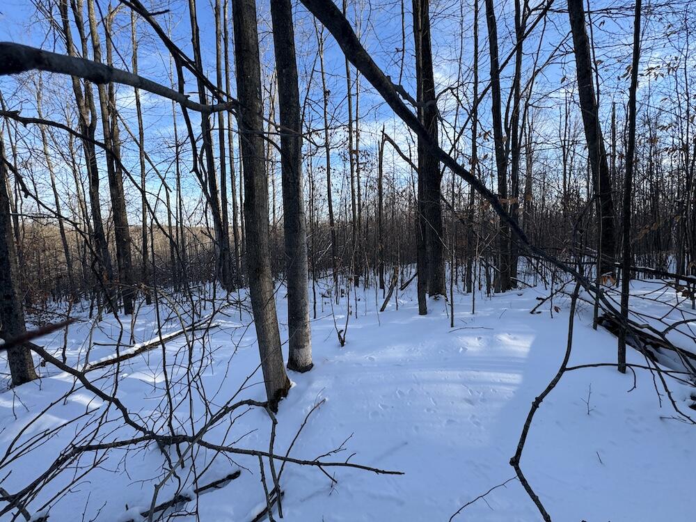 80-acres North Galbraith Road Mio, MI 48647 - Photo 53 of 78 IMG_9333 2