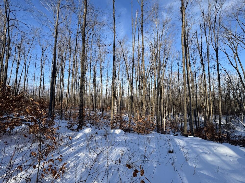 80-acres North Galbraith Road Mio, MI 48647 - Photo 61 of 78 IMG_9342 2