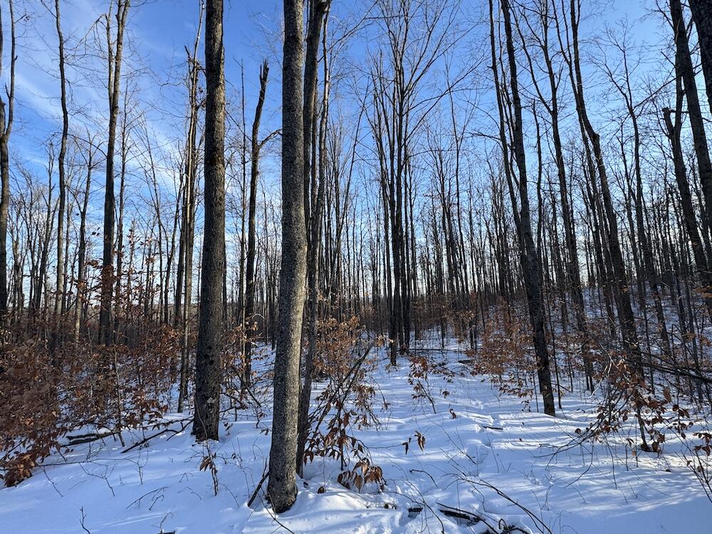 80-acres North Galbraith Road Mio, MI 48647 - Photo 63 of 78 IMG_9344 2
