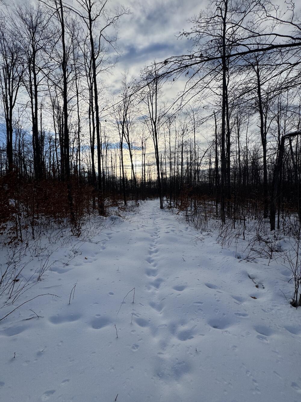 80-acres North Galbraith Road Mio, MI 48647 - Photo 71 of 78 IMG_9356 2