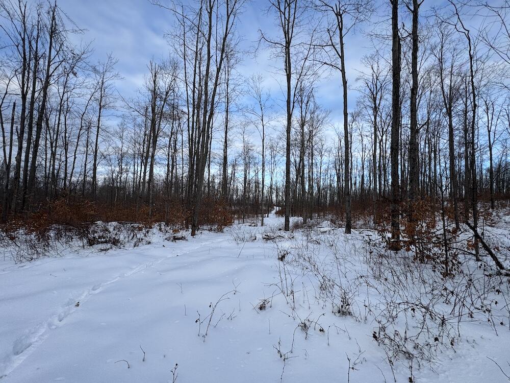 80-acres North Galbraith Road Mio, MI 48647 - Photo 73 of 78 IMG_9358 2
