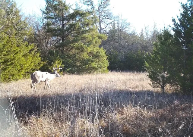 a view of yard from window