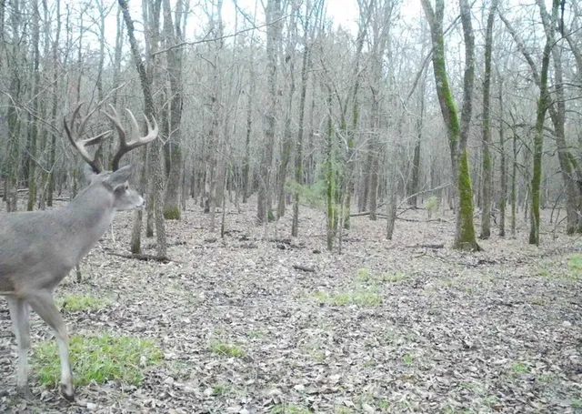 a view of wooden fence with trees