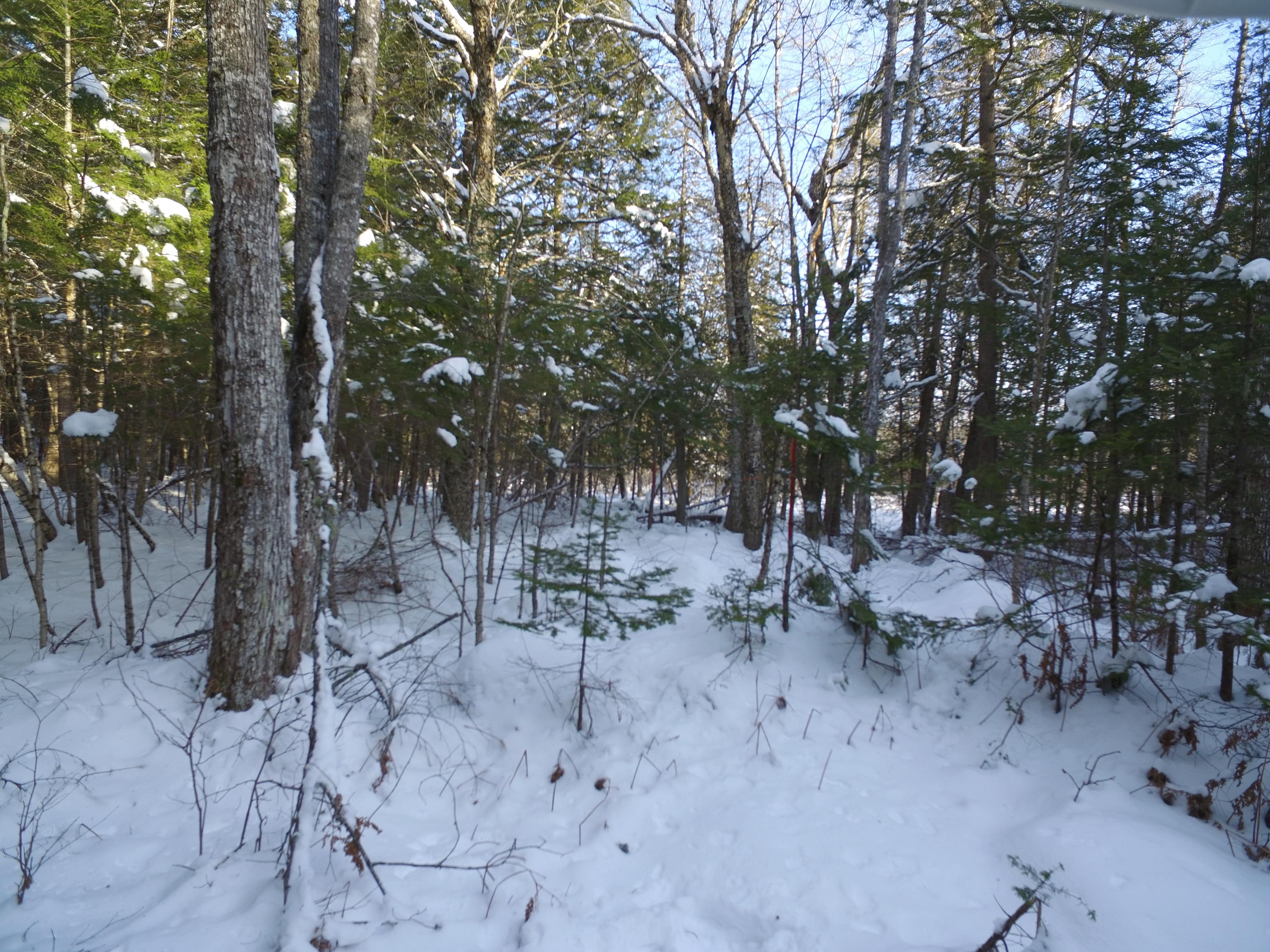 Off Off Saponac Pond Road Burlington, ME 04417 - Photo 10 of 19 DJI_0042