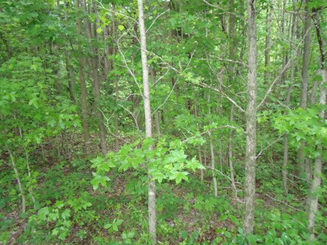7 92 Star Point Road Celina, TN 38551 - Photo 4 of 22 Gallery Image 4