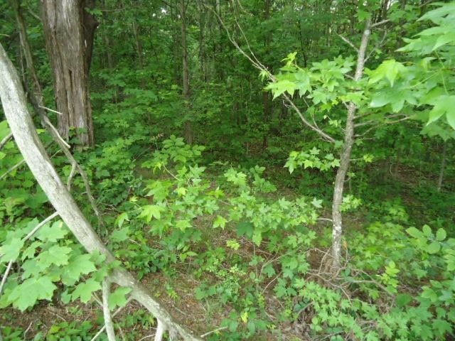 7 92 Star Point Road Celina, TN 38551 - Photo 5 of 22 Gallery Image 5