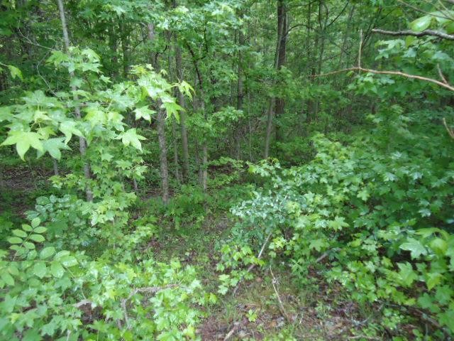 7 92 Star Point Road Celina, TN 38551 - Photo 8 of 22 Gallery Image 8