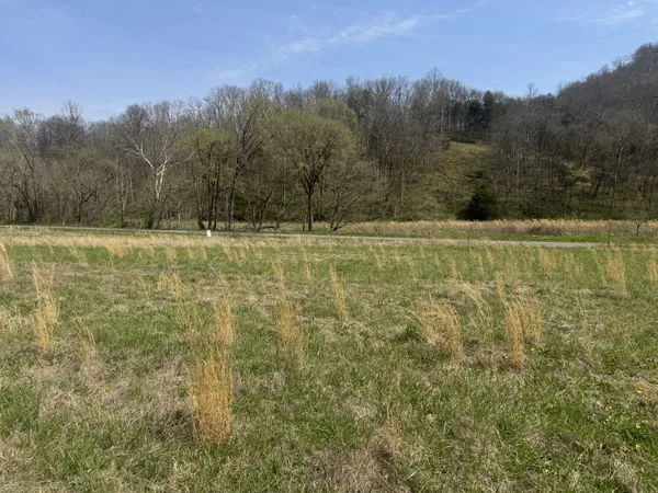 a view of a yard with an trees