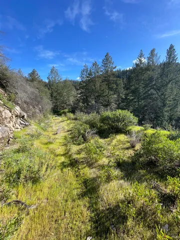 a view of a bunch of trees and bushes