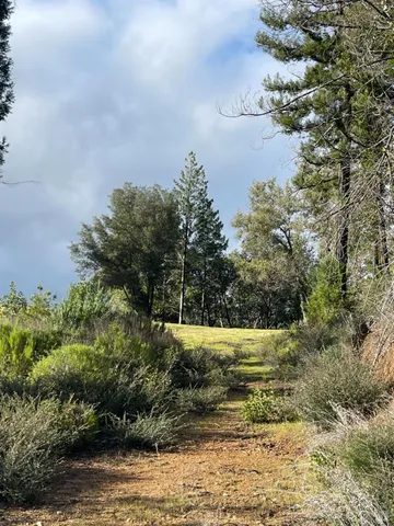 a view of a yard with plants and trees