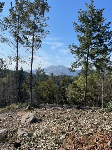 a view of a forest with trees