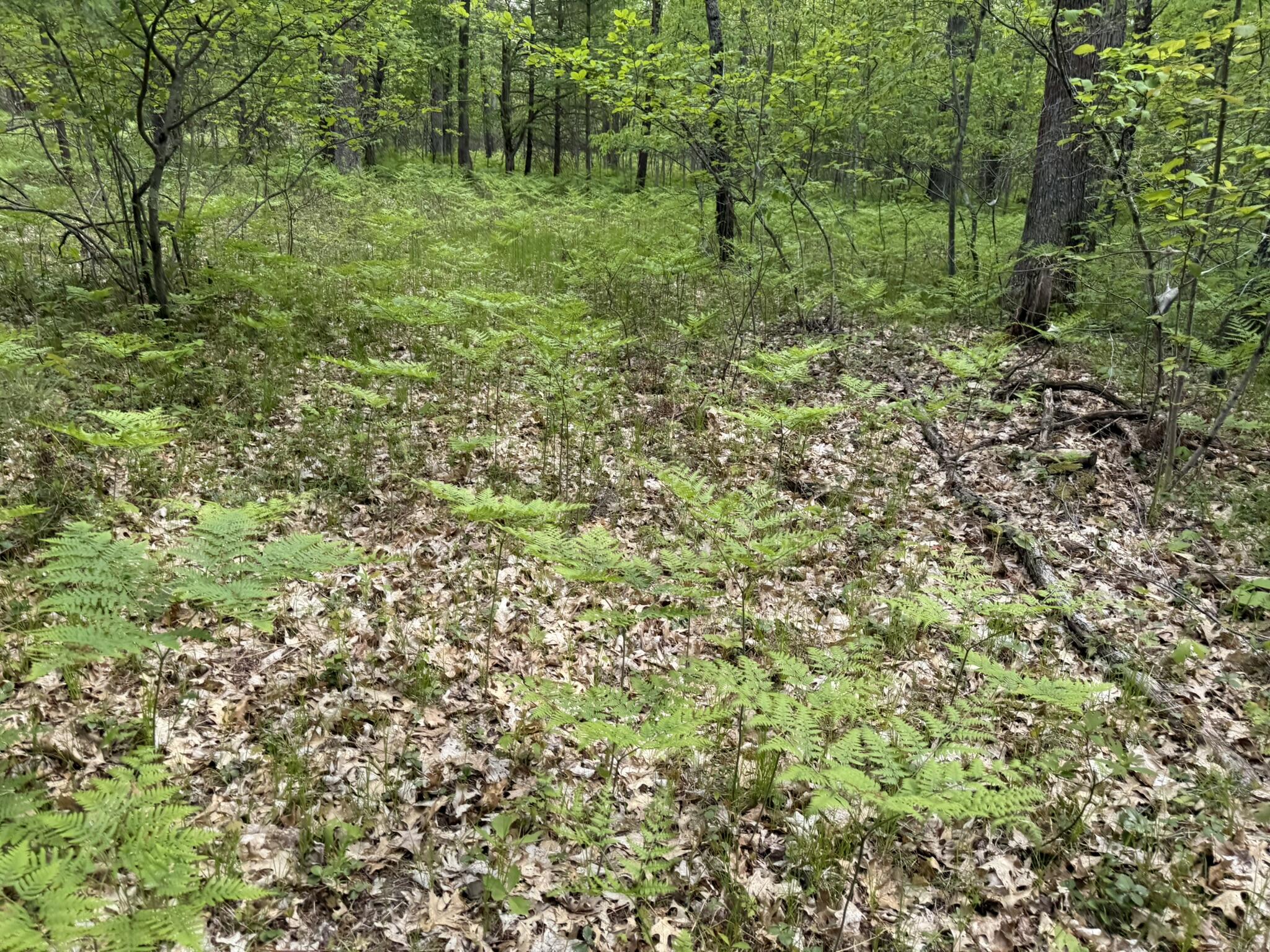 Harris Road Wellston, MI 49689 - Photo 2 of 7 IMG_6493