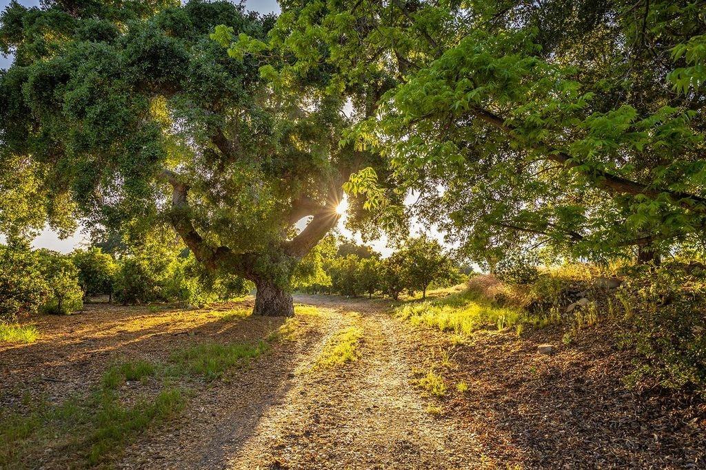 3359 Reeves Road Ojai, CA 93023 - Photo 24 of 42 a view of yard with green space