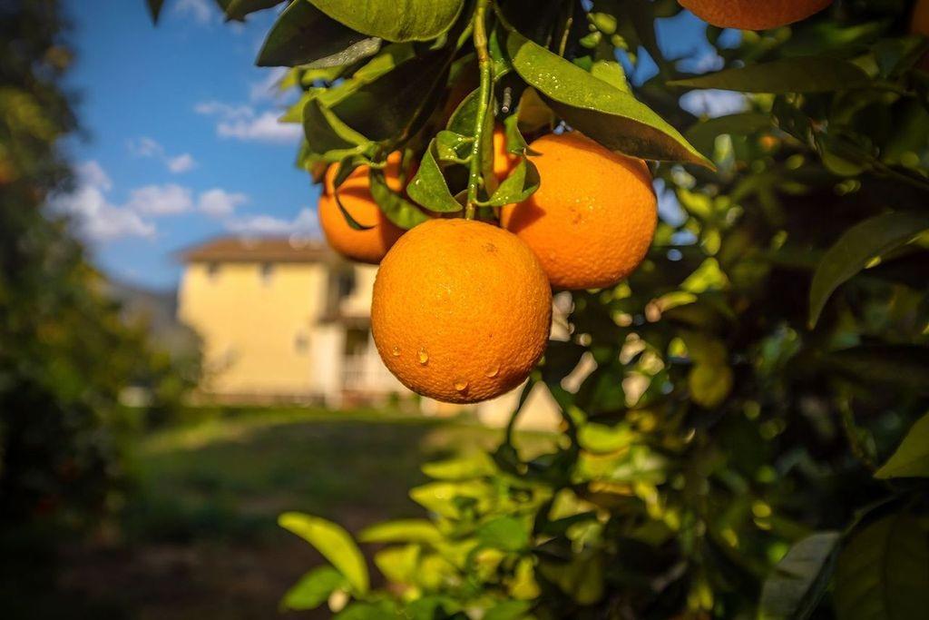 3359 Reeves Road Ojai, CA 93023 - Photo 33 of 42 a view of a swimming pool
