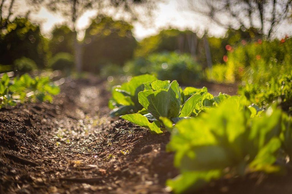 3359 Reeves Road Ojai, CA 93023 - Photo 35 of 42 a view of a flower